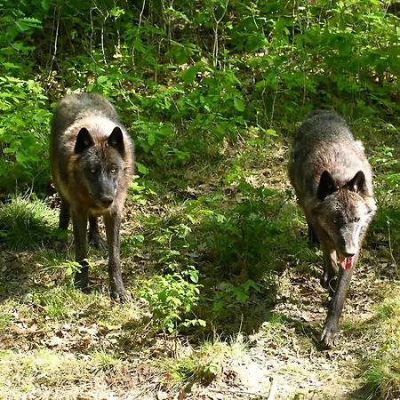 Luxusní stan Bivouac Loups Espace Rambouillet Parc Forestier Et Animalier