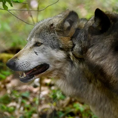 Bivouac Loups Espace Rambouillet Parc Forestier Et Animalier Luxusní stan *